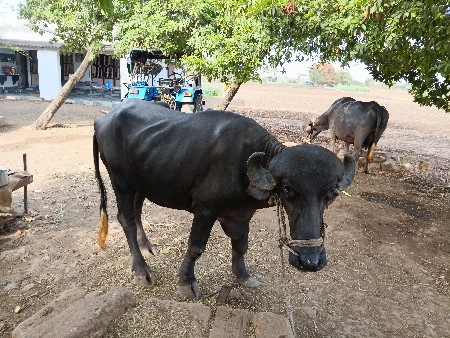 ખડેલી વેસવાની છે