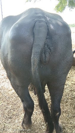 8 મો મહિનો બીજું વેતર