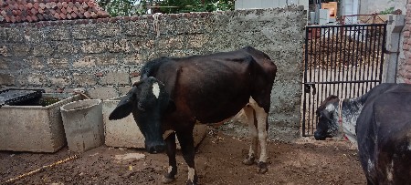 સાવ સોજી ગાય વેચવાની છે