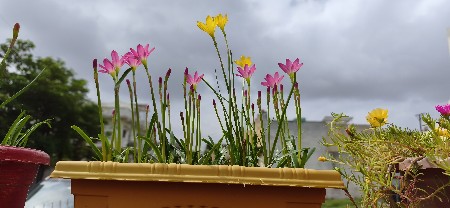 rain lily