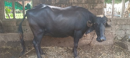 ભેંસ મો 8780067855
