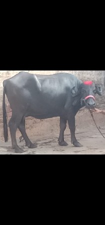 ભેંસ વેચવાનું છે 2 છે