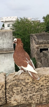 કબુતર