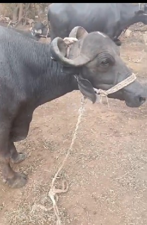 ભેંસ વેચવાની છે