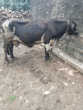 ચોથું વેતર વહ્યા છે