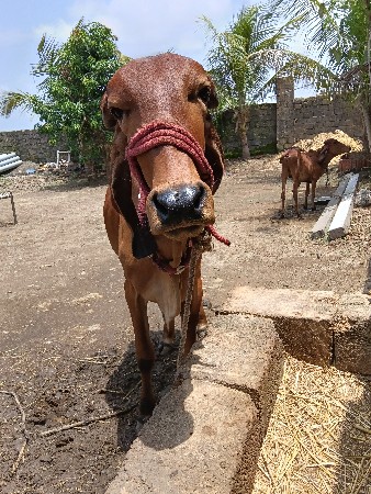 ગીર વાછડી વેંચવાની છે