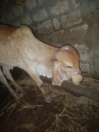 વાસળી‌ વેસવાની‌ છે