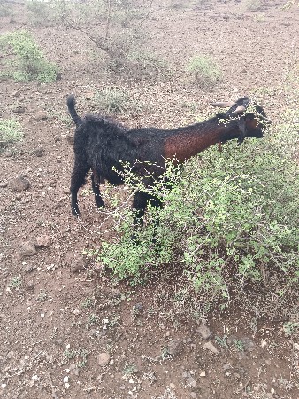 બકરા વેચાવ