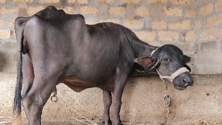 ભેંસ વેચવાની છે