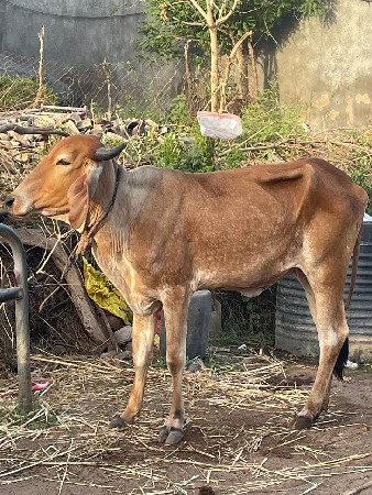 વાછડી 5000 માં દેવાની સે
