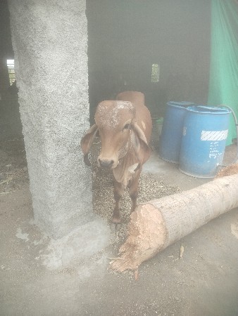 ગીરવાશળો..10129.નોશે