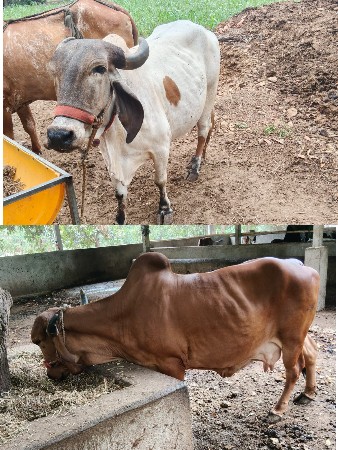 5 ગાય વેચવાની છે બધી જ એક હારે