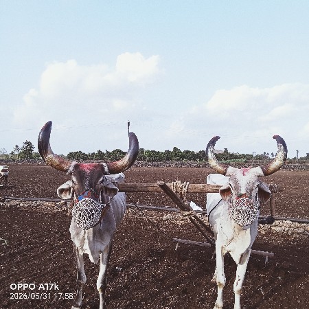 બળદ વેચવાના છે