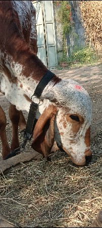 vaadi vesvani se