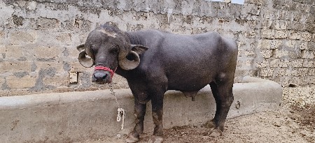 આ પાડો વેચવા નો છે