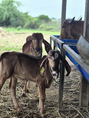 4 ગાયો વેચવાની સે