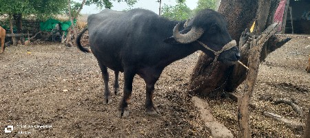 ભેંસ વેચવાની છે