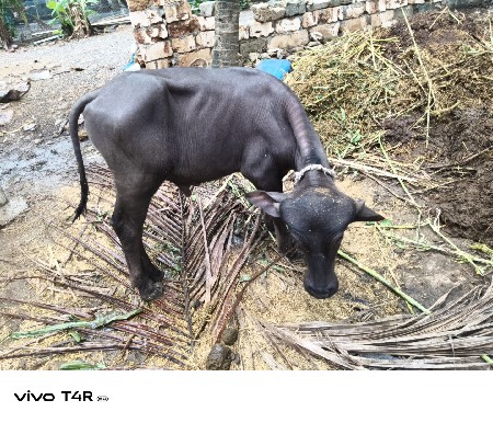 ભેંસ વેચવાની છે
