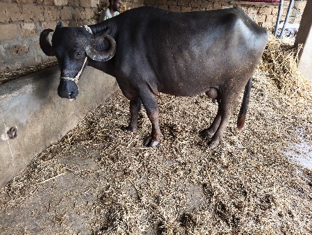 સાત સાડા સાત7 લીટર દૂધ બીજું વેટર