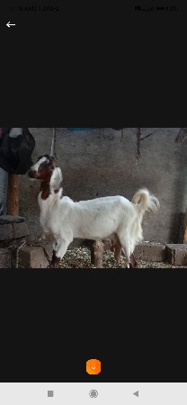 બકરી
