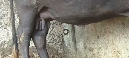 ભેંસ વેચવાની છે