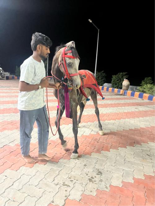 ઘોડો વેચવાનો છે સાટા કરવા ના હે