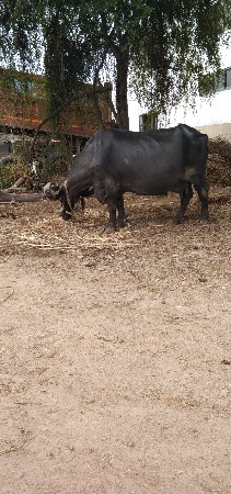ભેંસ વેચવાની છે ટોટલ જવાબદારી