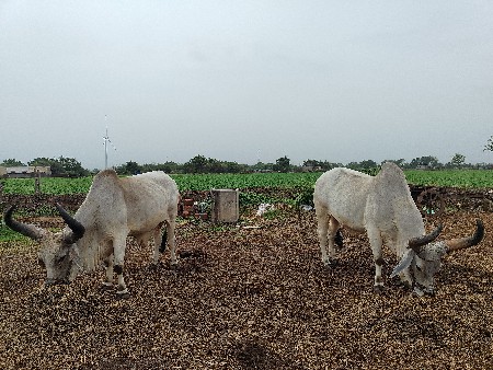 આ બે વઠિયાડા ગોધલા વેચવાનાહે
