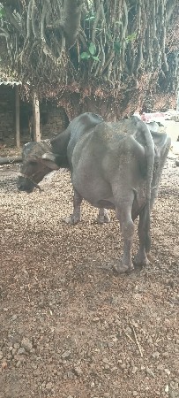 ભેંસ વેસ્વનિ છે