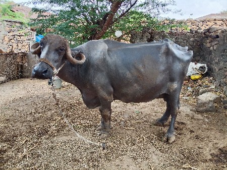 ભેંશ વેચવાની છે.