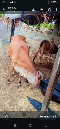 હોડકીવેસવાનીસે