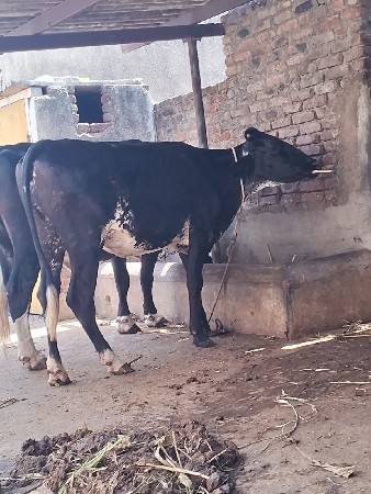 🐄🐄
