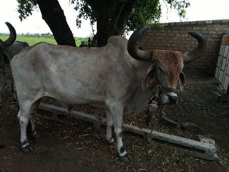 બળદ વેચવાના છે