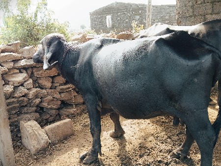 ભેંસ વેચવાની છે 
સાવ સોજી છે