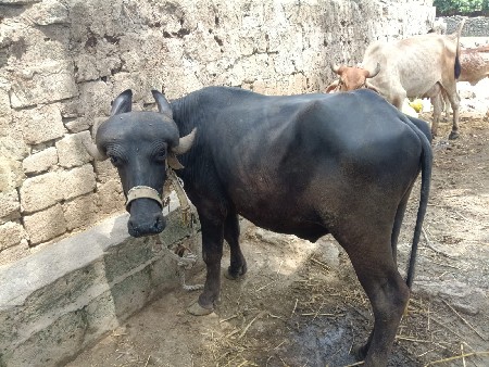 પાડો વેશવાનો છે