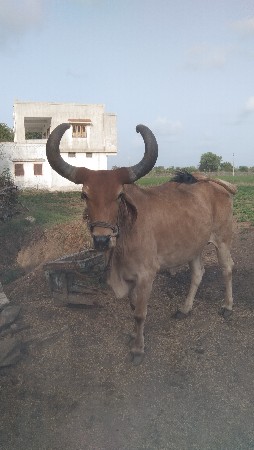 કીમત ફોન ઉપર થાસે
