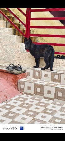 German shepherd 🖤