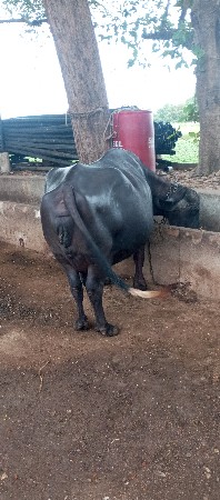 ભેસ વેષવાની સે