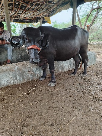 ખળેલી વેચવાની છે