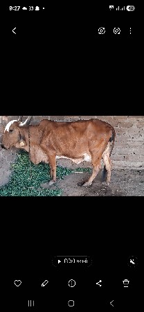 સાટા મા વશેરો લેવાનોછે