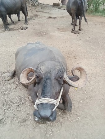 ભૅશવૅચવાનીછૅ