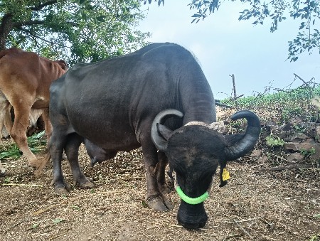૮/૧૦ દિવસની કાચી...