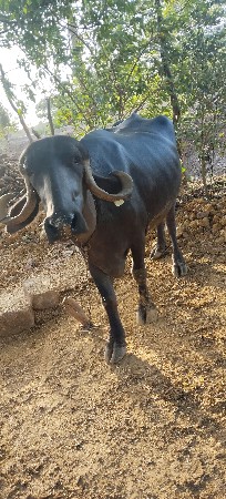 ભેંસ વેસવાની છે