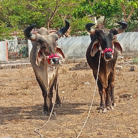 બળદ સારા છે વેચવાના ૩ ઘર ના છે