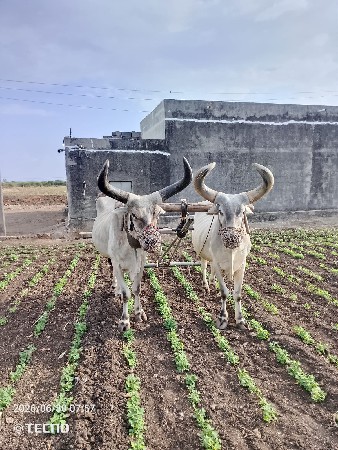 બળદ વેચવાના છે