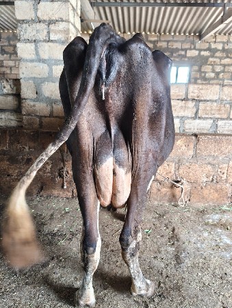 એચએફ ગાય વેચવાની છે