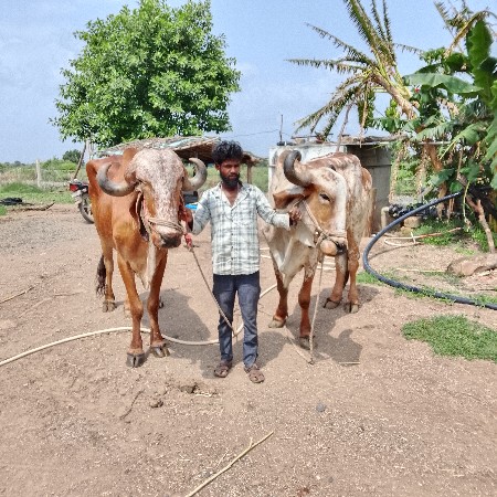 બળદ વેચવા ના છે