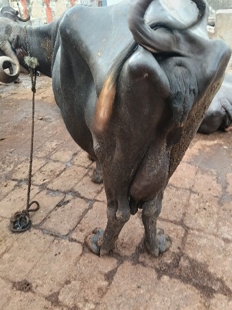 ભેંસ વેચવાની છે