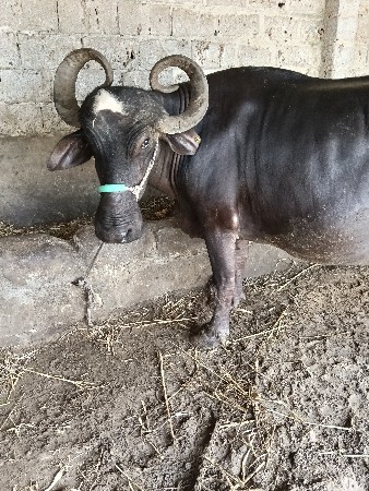 ભેસ વેચવાની છે