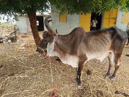 3 બળદ વેચવાના છે.